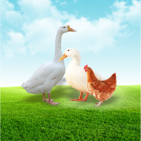 禽病檢測(cè)項(xiàng)目