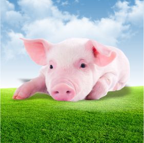 豬病檢測(cè)項(xiàng)目