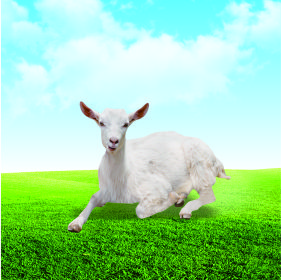 羊檢測(cè)項(xiàng)目