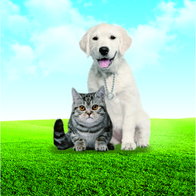 犬貓檢測(cè)項(xiàng)目