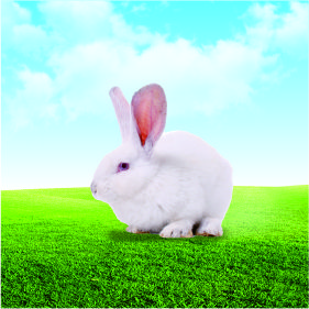 兔病檢測(cè)項(xiàng)目